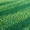 Microclover Seed (Pelleted) 2 Microclover Seed (Pelleted) -Plant Finder Shop microclover seed lawn 1