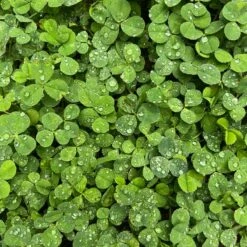 Microclover Seed (Pelleted) 10 Microclover Seed (Pelleted) -Plant Finder Shop microclover closeup sq