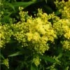 Little Lemon Goldenrod (Solidago) 2 Little Lemon Goldenrod (Solidago) -Plant Finder Shop mike davy solidago little lemon goldenrod 1 1
