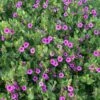 Wild Four O'Clock (Mirabilis) -Plant Finder Shop mirabilis multiflora 1