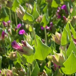 Wild Four O'Clock (Mirabilis) -Plant Finder Shop mirabilis multiflora 3