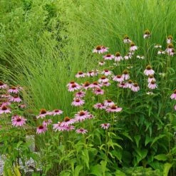 August Afternoons Pre-Planned Garden -Plant Finder Shop miscanthus echinacea sq