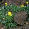 Missouri Evening Primrose -Plant Finder Shop missouri evening primrose 1