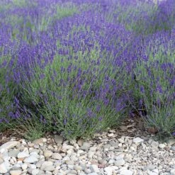 Mitcham Gray English Lavender 7 Mitcham Gray English Lavender -Plant Finder Shop mitcham gray english lavender 1