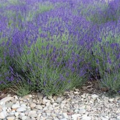 August Afternoons Pre-Planned Garden -Plant Finder Shop mitcham gray lavender sq