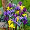 Dwarf Specie Iris Mix (Mini Iris) -Plant Finder Shop mixed specie iris visi09644