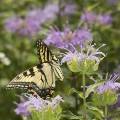 Wild Bergamot (Wichita Mountains Form) -Plant Finder Shop monarda fistulosa wild bergamot