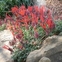 Marian Sampson Scarlet Monardella 9 Marian Sampson Scarlet Monardella -Plant Finder Shop monardella macrantha marion sampson