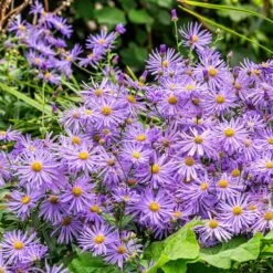 Monch Frikart's Aster -Plant Finder Shop monch frikart s aster garden purple flowers