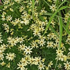 Moonbeam Coreopsis 9 Moonbeam Coreopsis -Plant Finder Shop moonbeam coreopsis 2