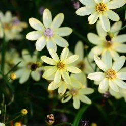 Moonbeam Coreopsis 10 Moonbeam Coreopsis -Plant Finder Shop moonbeam coreopsis 3custphoto
