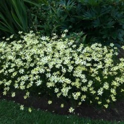 Moonbeam Coreopsis 11 Moonbeam Coreopsis -Plant Finder Shop moonbeam coreopsis 4