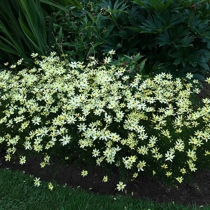 Moonbeam Coreopsis 7 Moonbeam Coreopsis - Image 5