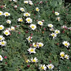 Spring Carpet Mount Atlas Daisy (Anacyclus) -Plant Finder Shop mount atlas daisy flowers garden blooming