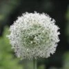 Mount Everest Allium 1 Mount Everest Allium -Plant Finder Shop mount everest allium 1