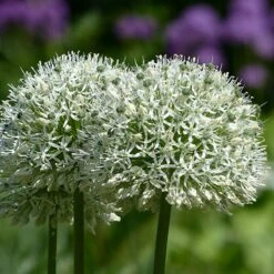 Mount Everest Allium -Plant Finder Shop mount everest allium 3