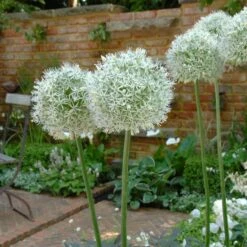 Mount Everest Allium -Plant Finder Shop mount everest allium 4