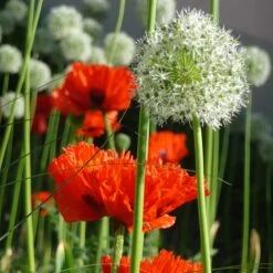 Mount Everest Allium -Plant Finder Shop mount everest allium 5