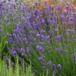 Habitat Hero Birdwatcher Pre-Planned Garden -Plant Finder Shop munstead violet english lavender