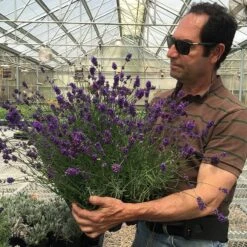 Munstead Violet English Lavender -Plant Finder Shop munstead violet english lavender david salman