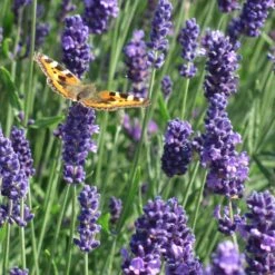 Munstead Violet English Lavender -Plant Finder Shop munstead violet english lavender meadow pollinator