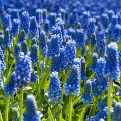 The Sky's The Limit Bulb Collection -Plant Finder Shop muscari armeniacum grape hyacinth cropped