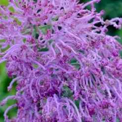 Stranger Than Fiction Flower Bulb Collection -Plant Finder Shop muscari comosum plumosum cotton candy muscari cropped