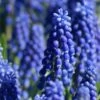 Grape Hyacinth 1 Grape Hyacinth -Plant Finder Shop muscari armeniacum 71200 2 web