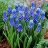 Dark Eyes Grape Hyacinth 2 Dark Eyes Grape Hyacinth -Plant Finder Shop muscaridarkeyes