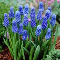 Dark Eyes Grape Hyacinth