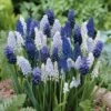 Delft Blue Grape Hyacinth Mix