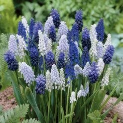 Delft Blue Grape Hyacinth Mix