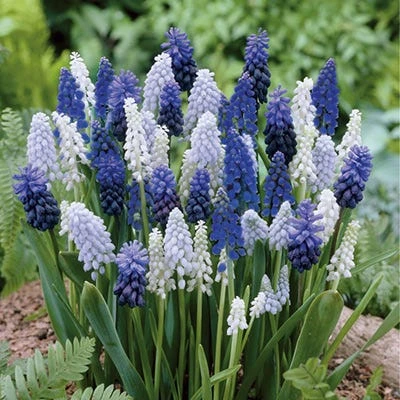 Delft Blue Grape Hyacinth Mix 3 Delft Blue Grape Hyacinth Mix