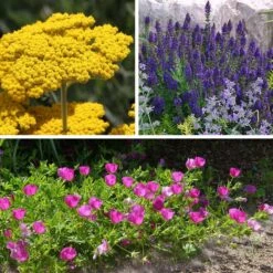 My Soil Is Like A Brick Collection -Plant Finder Shop my soil is like a brick coll 8 26 25