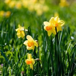 Fortissimo Large Cupped Daffodil -Plant Finder Shop narcissus fortissimo 2