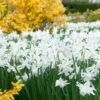 Spring Is In The Air Bulb Collection -Plant Finder Shop narcissus triandrus daffodil white thalia garden