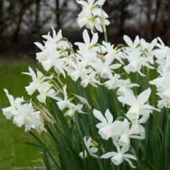 Thalia Daffodil 8 Thalia Daffodil -Plant Finder Shop narcissus triandrus daffodil white thalia1