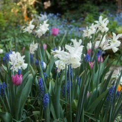 Thalia Daffodil 9 Thalia Daffodil -Plant Finder Shop narcissus triandrus daffodil white thalia2