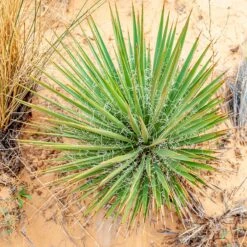 Narrowleaf Yucca -Plant Finder Shop narrowleaf yucca sq
