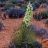 Narrowleaf Yucca -Plant Finder Shop narrowleaf yucca sq 2