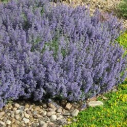Select Blue Nepeta -Plant Finder Shop nepeta faassenii select blue delosperma nubiginum