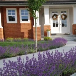 Little Trudy® Nepeta -Plant Finder Shop nepeta little trudy catmint must credit plant select 1