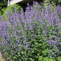 Habitat Hero Birdwatcher Pre-Planned Garden -Plant Finder Shop nepeta select blue cropped 1 1