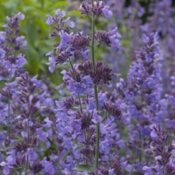 Summer Showstopper Pre-Planned Garden 16 Summer Showstopper Pre-Planned Garden -Plant Finder Shop nepeta walker s low blue purple 1