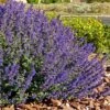 Walker's Deep Blue Nepeta 1 Walker's Deep Blue Nepeta -Plant Finder Shop nepeta walkers dark blue 4 cc cropped 1
