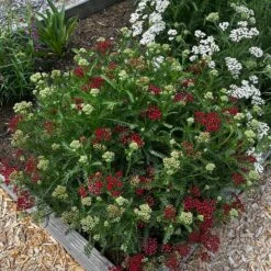 New Vintage™ Red Yarrow -Plant Finder Shop new vintage red yarrow 2