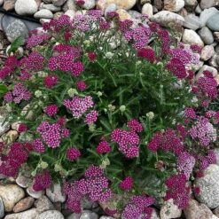 New Vintage™ Red Yarrow -Plant Finder Shop new vintage red yarrow 3