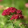 New Vintage™ Red Yarrow 2 New Vintage™ Red Yarrow -Plant Finder Shop new vintage red yarrow achillea 4