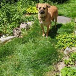 No Mow Lawn Grass Seed 14 No Mow Lawn Grass Seed -Plant Finder Shop no mow grass seed mix dog tinmount vt