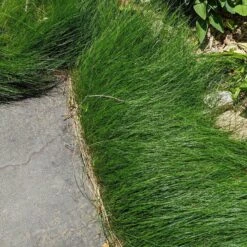 No Mow Lawn Grass Seed 13 No Mow Lawn Grass Seed -Plant Finder Shop no mow grass seed mix tinmount vt